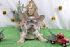 AKC Registered French Bulldog For Sale Wooster OH Male-Sherrod