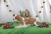 AKC Registered Cavalier KCS For Sale Wooster OH Male-Rudolph