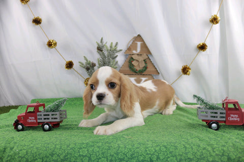 AKC Registered Cavalier KCS For Sale Wooster OH Male-Ryan