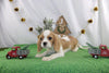 AKC Registered Cavalier KCS For Sale Wooster OH Male-Ryan