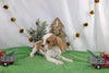 AKC Registered Cavalier KCS For Sale Wooster OH Female-Rycka