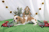 AKC Registered Cavalier KCS For Sale Wooster OH Female-Rycka