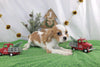 AKC Registered Cavalier KCS For Sale Wooster OH Female-Rycka