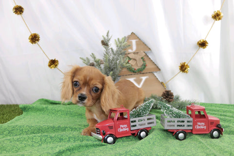 AKC Registered Cavalier KCS For Sale Wooster OH Female-Rosa