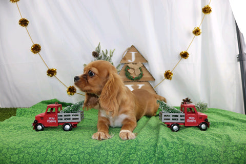AKC Registered Cavalier KCS For Sale Wooster OH Female-Roxanne