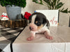 Rat Terrier For Sale Tampico IL Male-Beau