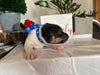 Rat Terrier For Sale Tampico IL Male-Benny