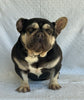 AKC French Bulldog For Sale Millersburg OH Female-Sweetie Leah