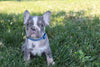 AKC Registered French Bulldog For Sale Wooster OH Male-Atlas