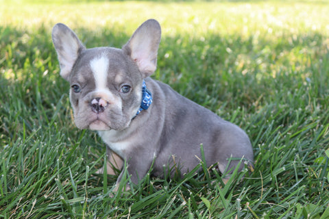 AKC Registered French Bulldog For Sale Wooster OH Male-Atlas