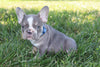 AKC Registered French Bulldog For Sale Wooster OH Male-Atlas