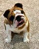 AKC Registered English Bulldog For Sale Bolivar OH Female-Dora