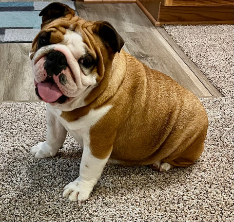 AKC Registered English Bulldog For Sale Bolivar OH Female-Dora