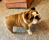 AKC Registered English Bulldog For Sale Bolivar OH Female-Dora