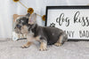 AKC Registered French Bulldog For Sale Wooster OH Male-Chance