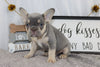 AKC Registered French Bulldog for Sale Wooster OH Male-Chico