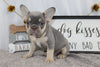 AKC Registered French Bulldog for Sale Wooster OH Male-Chico
