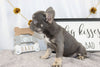 AKC Registered French Bulldog For Sale Wooster OH Female-Abby