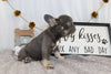 AKC Registered French Bulldog For Sale Wooster OH Female-Abby