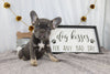 AKC Registered French Bulldog For Sale Wooster OH Female-Abby