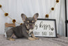 AKC Registered French Bulldog For Sale Wooster OH Male-Avalanche