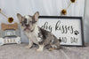 AKC Registered French Bulldog For Sale Wooster OH Female-Alice