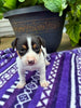 Rat Terrier For Sale Tampico IL Female-Brittany