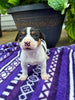 Rat Terrier For Sale Tampico IL Female-Brittany