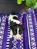 Rat Terrier For Sale Tampico IL Female-Brittany
