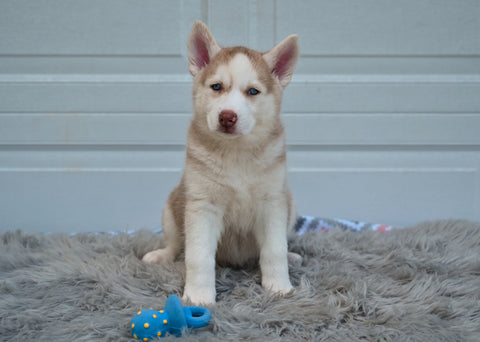German Shepherd-Siberian Husky For Sale Holmesville OH Jodie