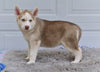 German Shepherd-Siberian Husky For Sale Holmesville OH Jodie