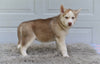 German Shepherd-Siberian Husky For Sale Holmesville OH Jodie