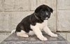 AKC Akita For Sale Millersburg OH Male-Jackson