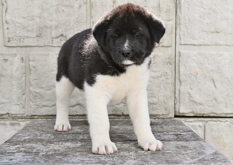 AKC Akita For Sale Millersburg OH Male-Jackson