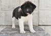 AKC Akita For Sale Millersburg OH Male-Jackson