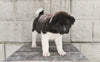 AKC Akita For Sale Millersburg OH Male-Jackson