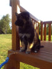 German/ Husky For Sale Holmesville OH Female-Callie