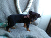 Chihuahua For Sale Mt. Vernon OH Male-Jerie