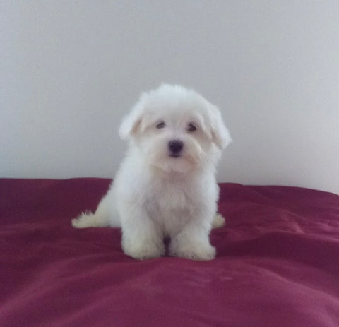 ACA Registered Maltese For Sale Millersburg OH Male-Sammy