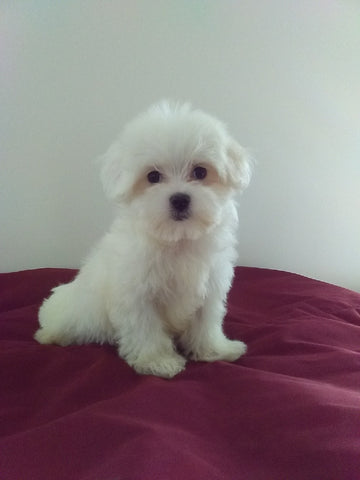 ACA Registered Maltese For Sale Millersburg OH Female-Sally