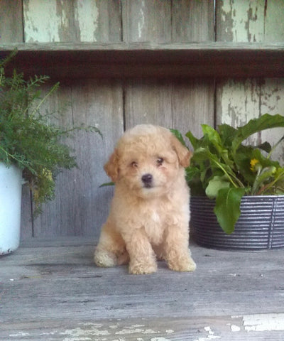 Pooshon For Sale Millersburg OH Male-Buddy