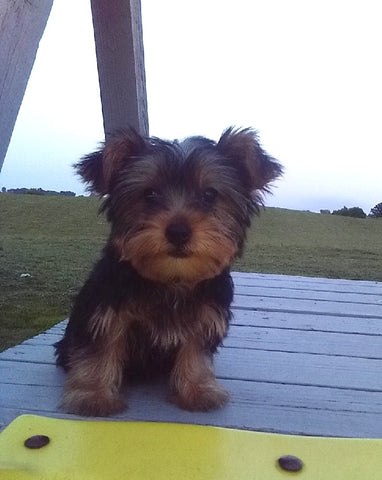 ACA Registered Yorkshire Terrier For Sale Millersburg OH Female-Judy