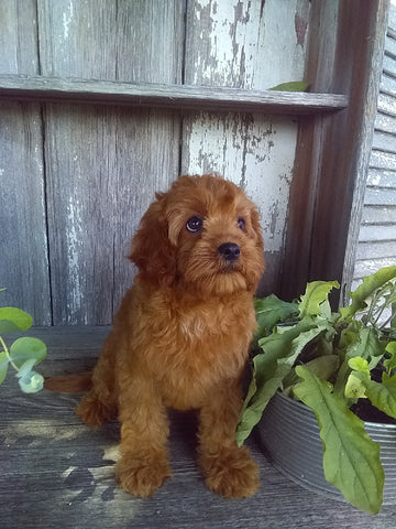 Cavapoo For Sale Millersburg OH Female-Lu
