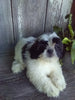 ACA Registered Shih-Tzu For Sale Millersburg OH Male-Sammy