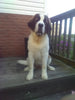 AKC Registered Saint Bernard For Sale Sugarcreek OH Female-Sophie
