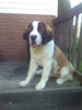 AKC Registered Saint Bernard For Sale Sugarcreek OH Female-Sophie
