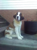 AKC Registered Saint Bernard For Sale Sugarcreek OH Female-Sophie
