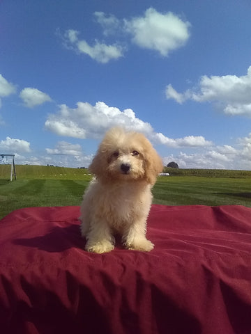 Bichpoo For Sale Millersburg OH Female-Rosie