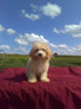 Bichpoo For Sale Millersburg OH Female-Rosie
