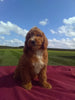 Cavapoo For Sale Millersburg OH Male-Sammy